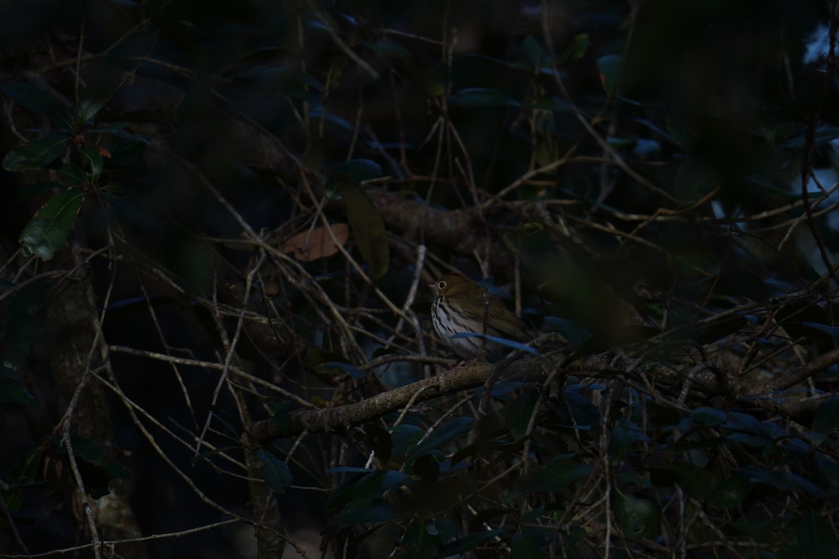 Fırıncı Ötleğen - ML649062246