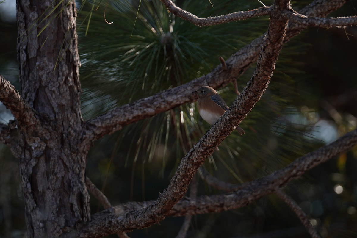 Doğulu Mavi Ardıç - ML649062269