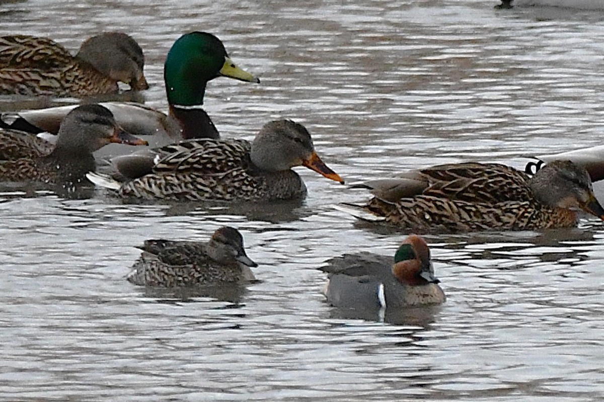 Green-winged Teal - ML649062277