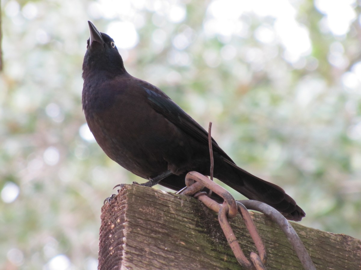 Common Grackle - ML649062282