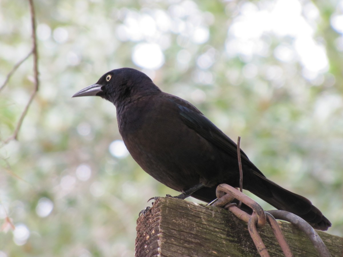 Common Grackle - ML649062285