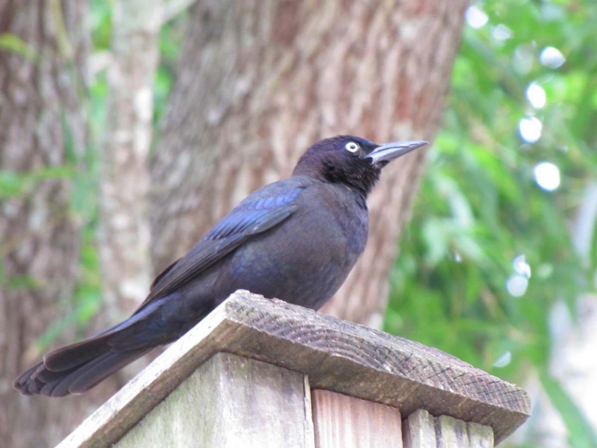 Common Grackle - ML649062289