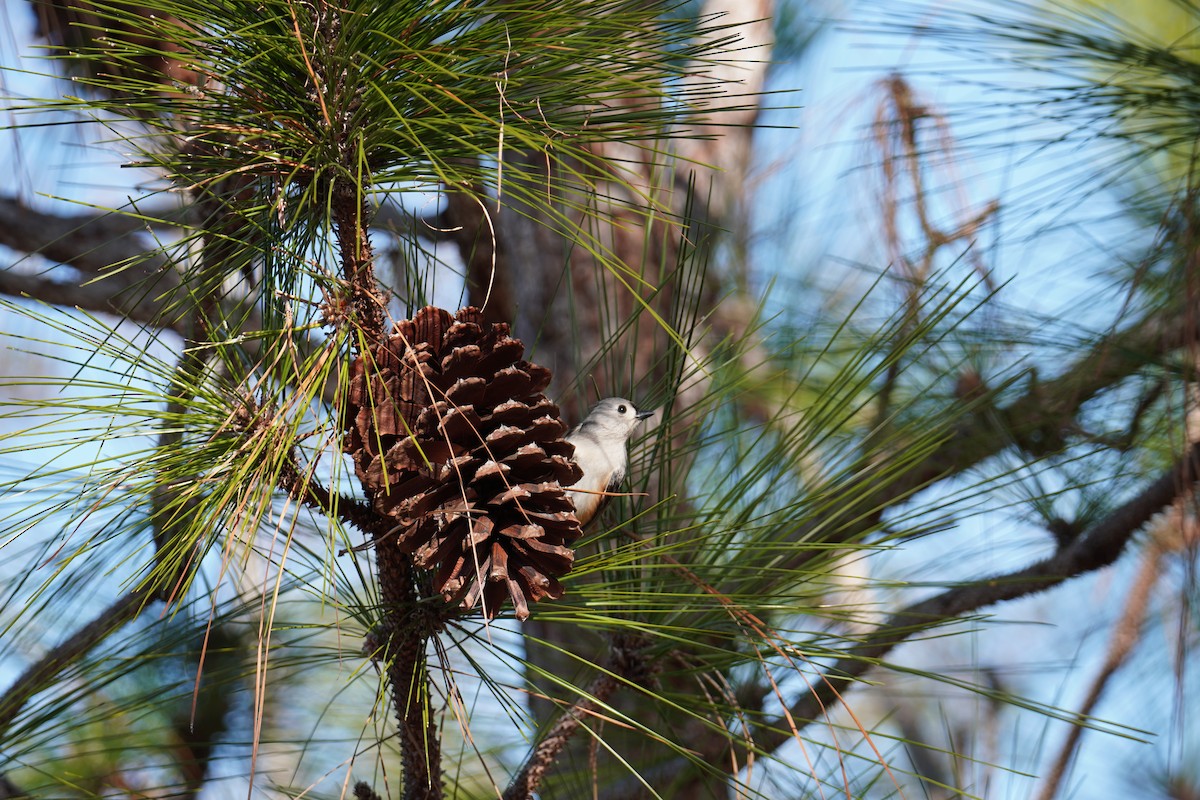 Ak Tepeli Baştankara - ML649062292