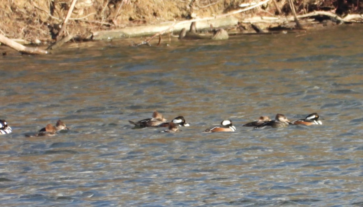 Smergo dal cappuccio - ML649062338