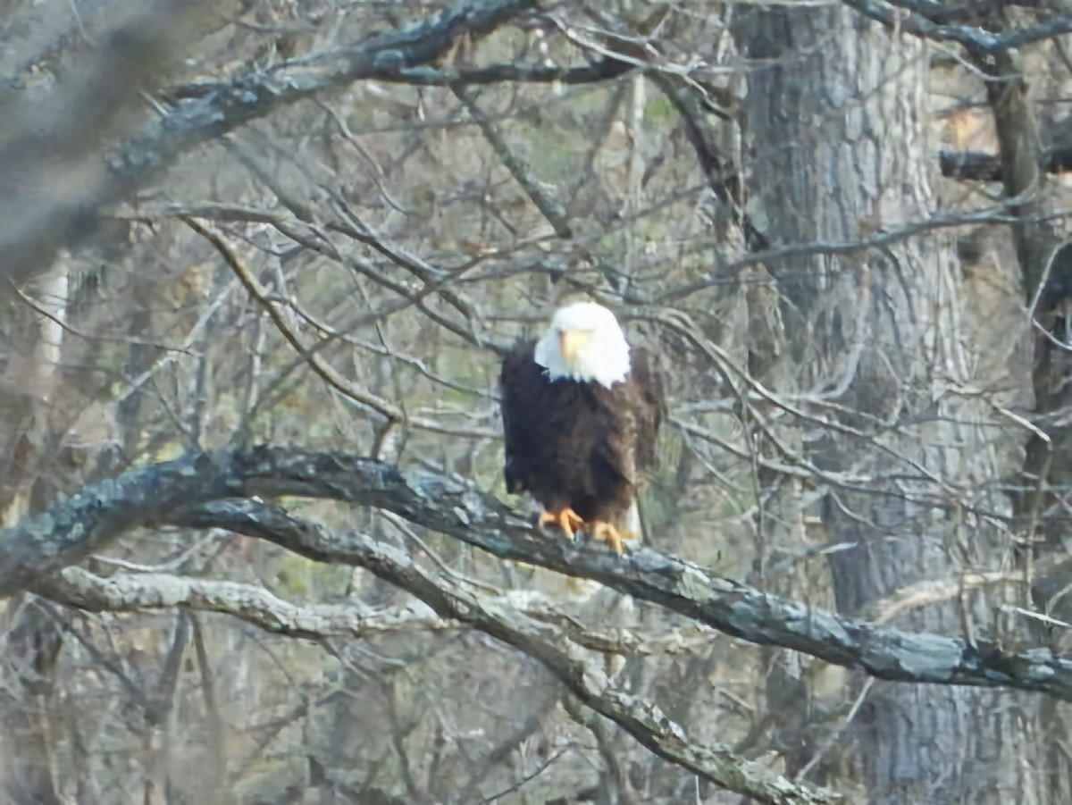 Bald Eagle - ML649062349
