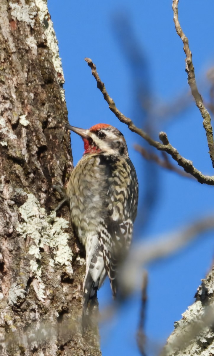 Yellow-bellied Sapsucker - ML649062355