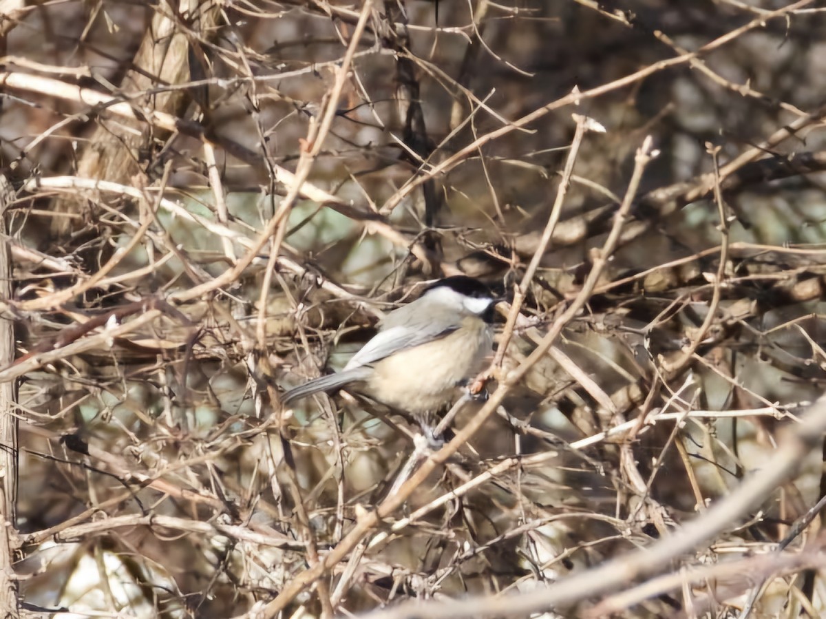 Carolina Chickadee - ML649062357