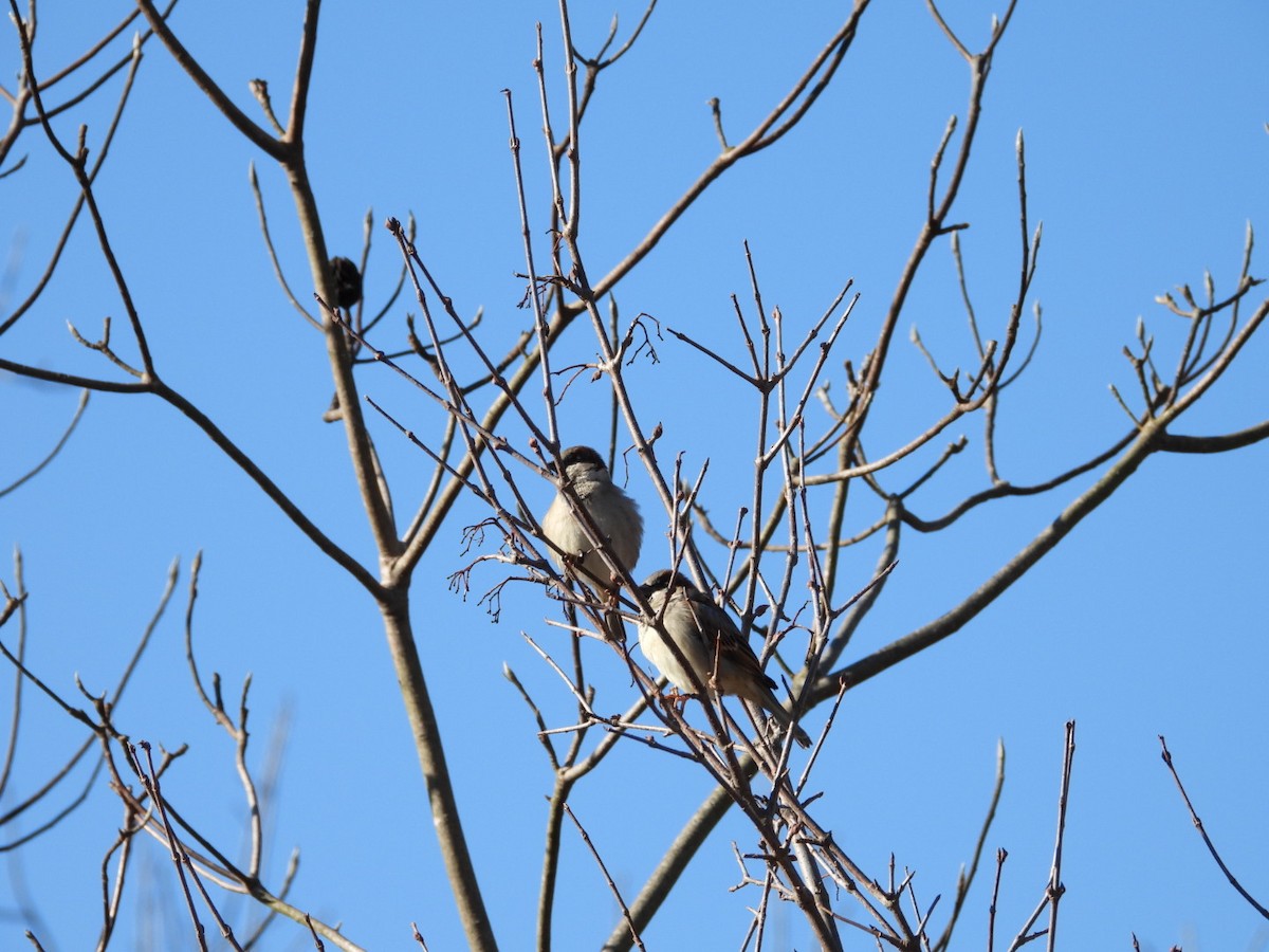 Passera oltremontana - ML649062375