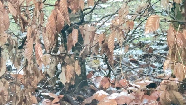 Common Firecrest - ML649062424