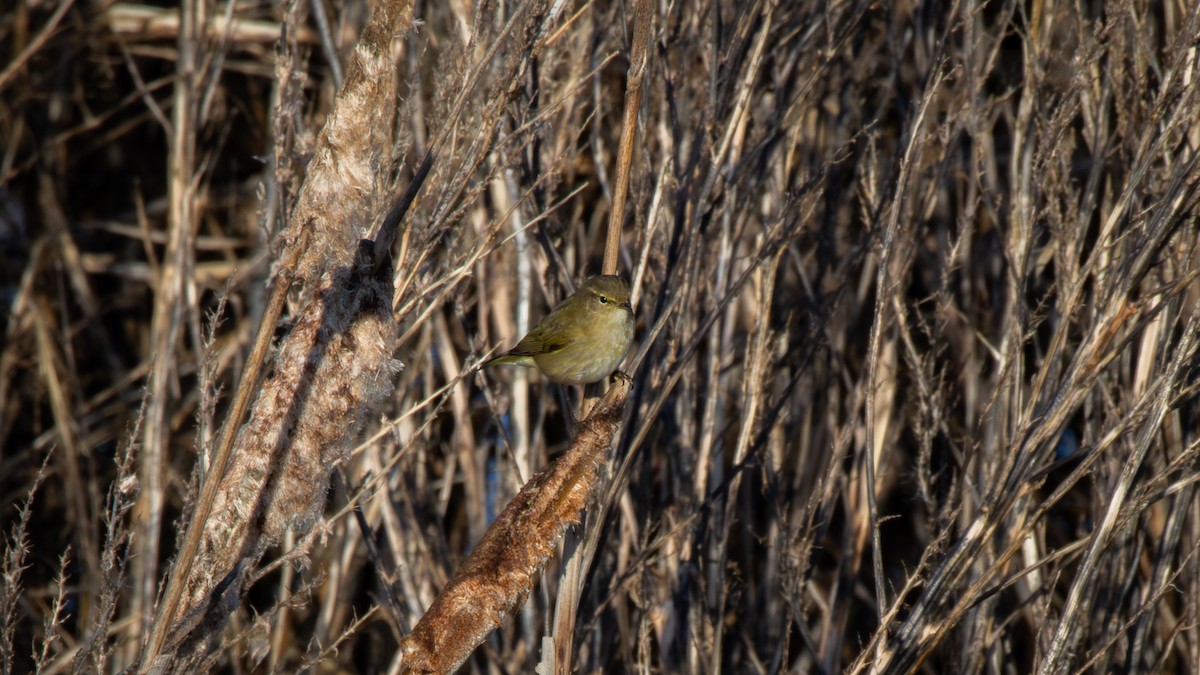 Pouillot véloce - ML649062441