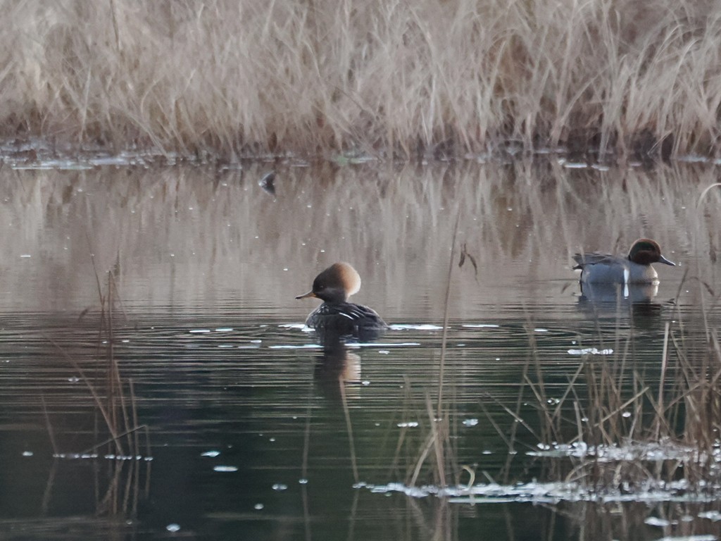 Green-winged Teal - ML649062494