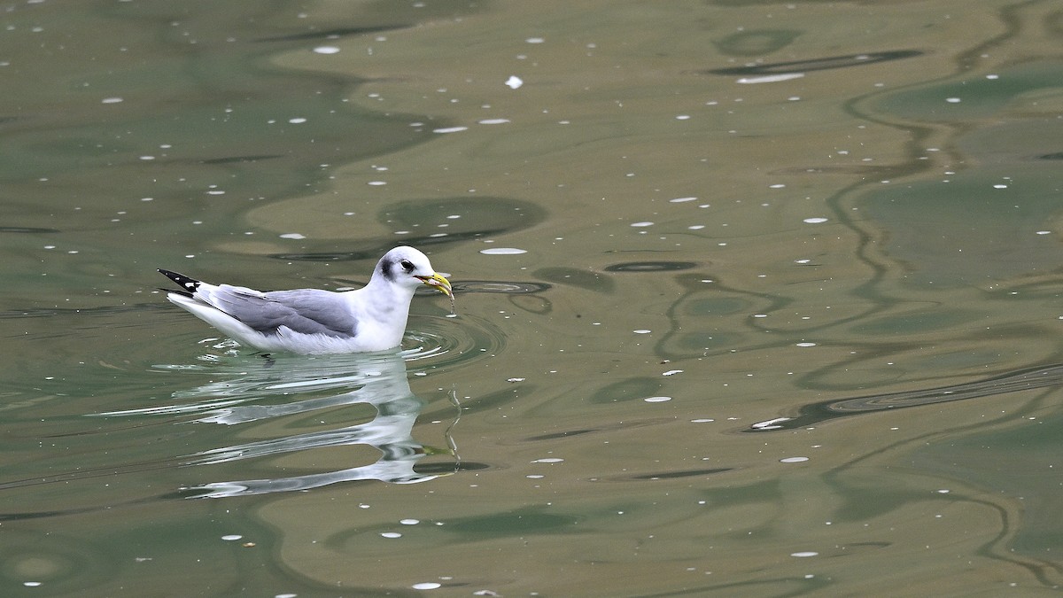 Black-legged Kittiwake - ML649062857