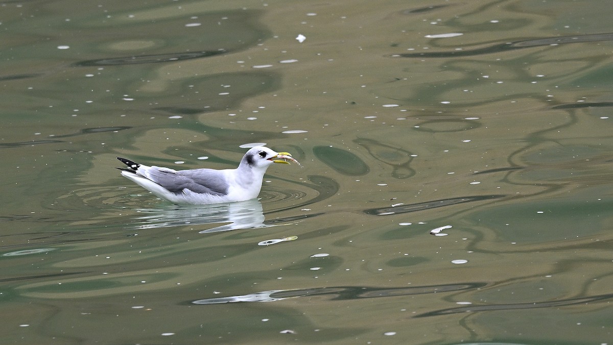 Black-legged Kittiwake - Steve Butterworth