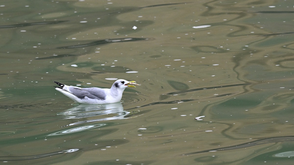 Black-legged Kittiwake - ML649062879