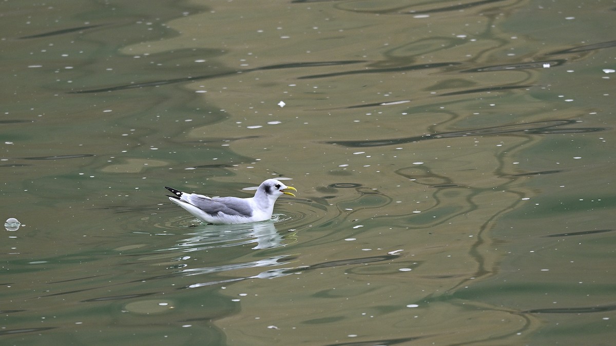 Black-legged Kittiwake - ML649062924