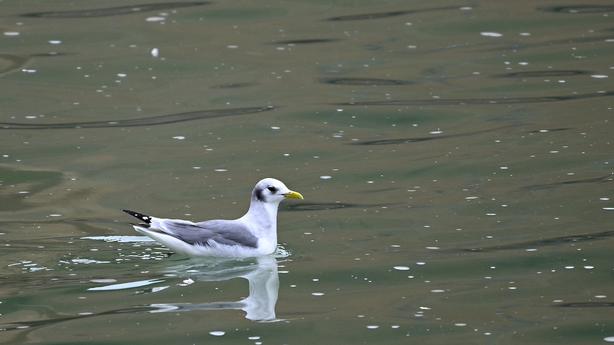Black-legged Kittiwake - Steve Butterworth