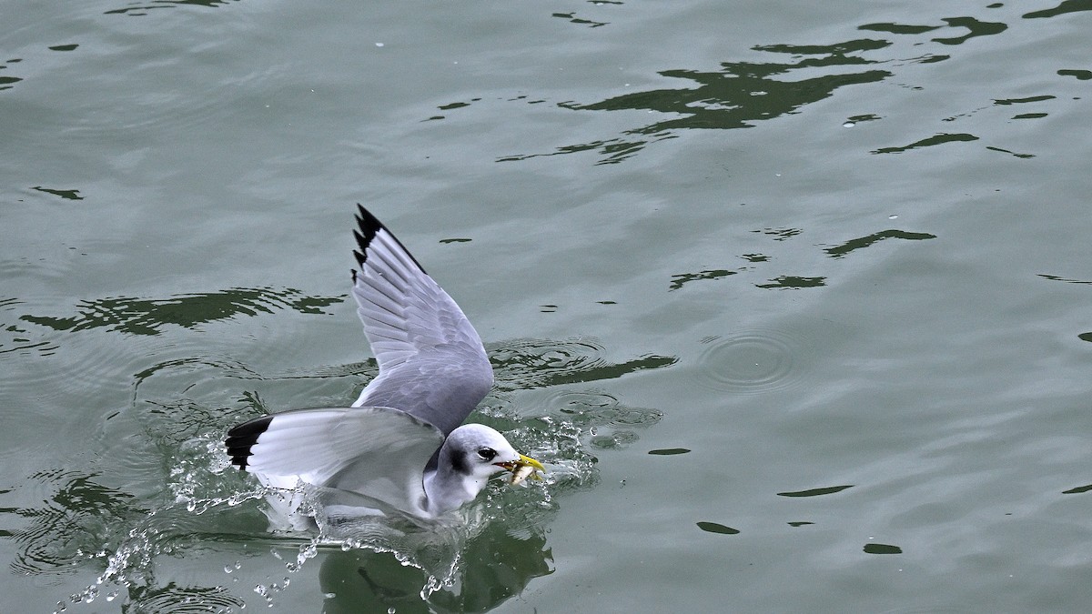 Black-legged Kittiwake - Steve Butterworth