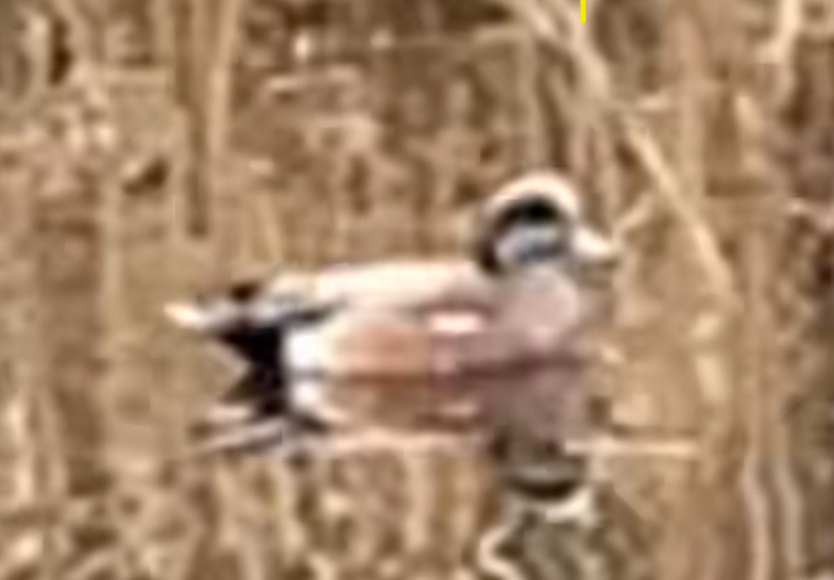 Fischione americano - ML649063093