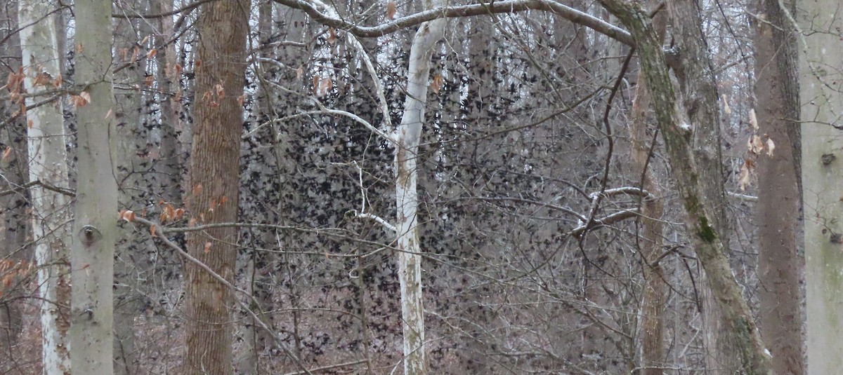 Common Grackle - ML649063098