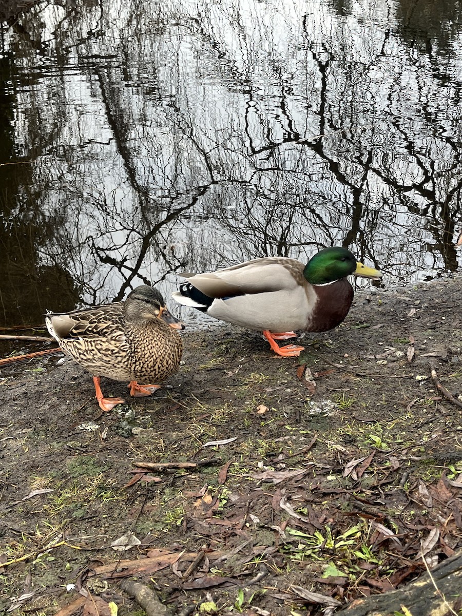 Germano reale - ML649063114