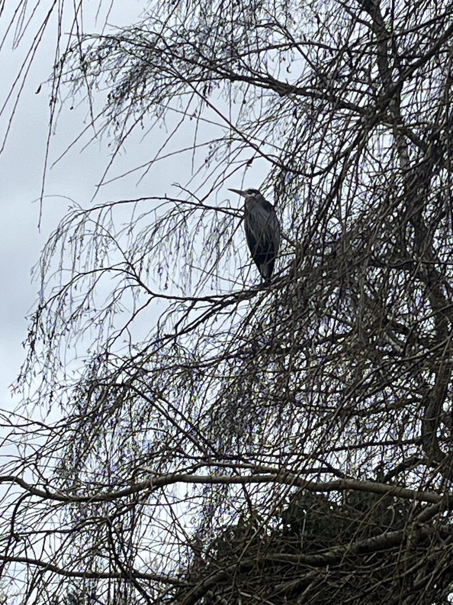 Great Blue Heron - ML649063128