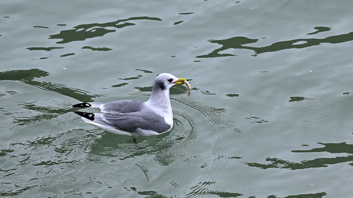 Black-legged Kittiwake - ML649063130