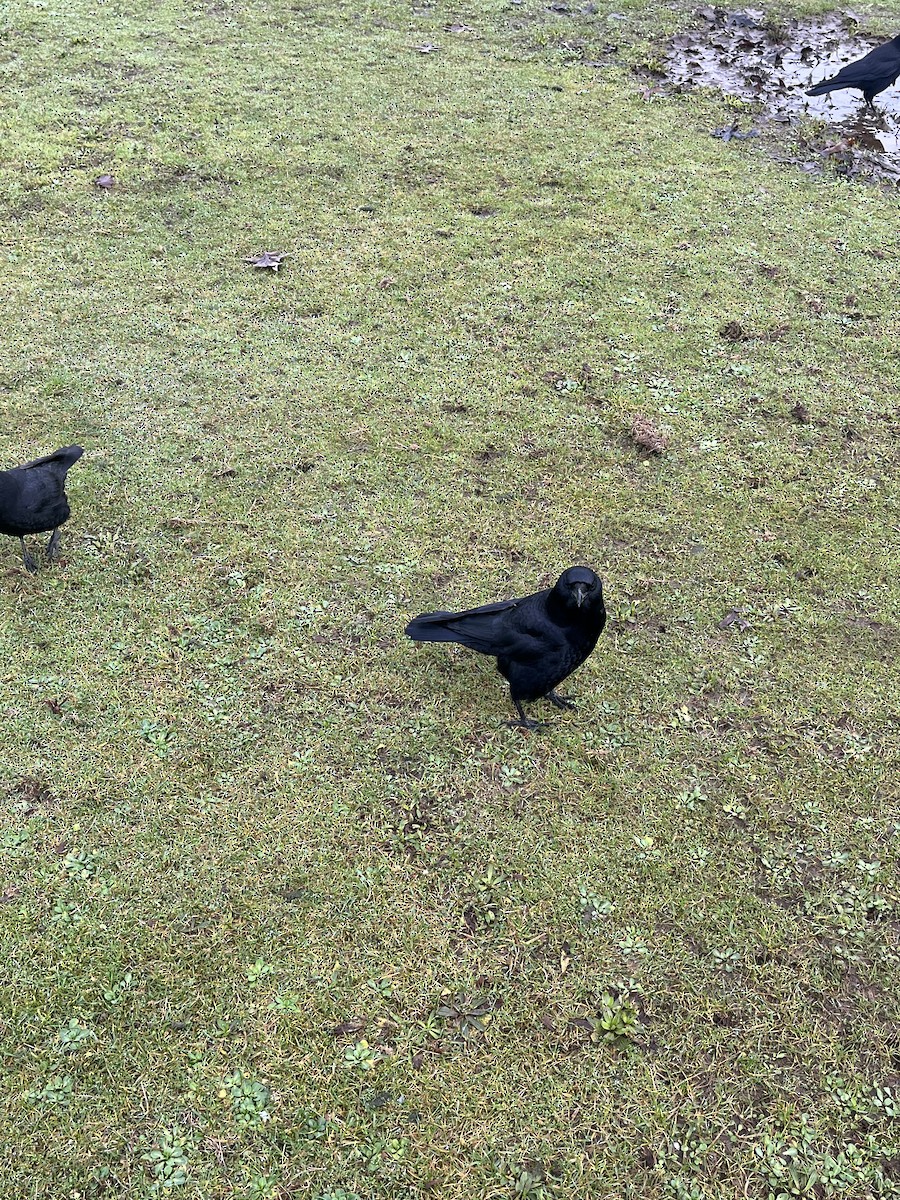 American Crow - ML649063133