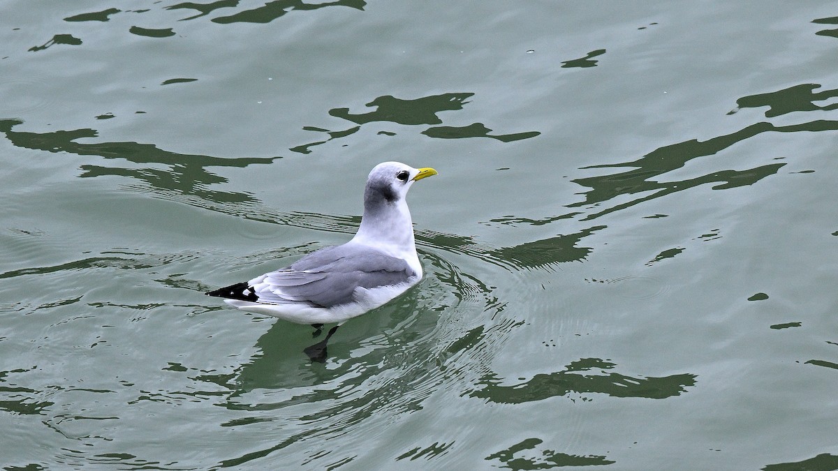 Black-legged Kittiwake - Steve Butterworth