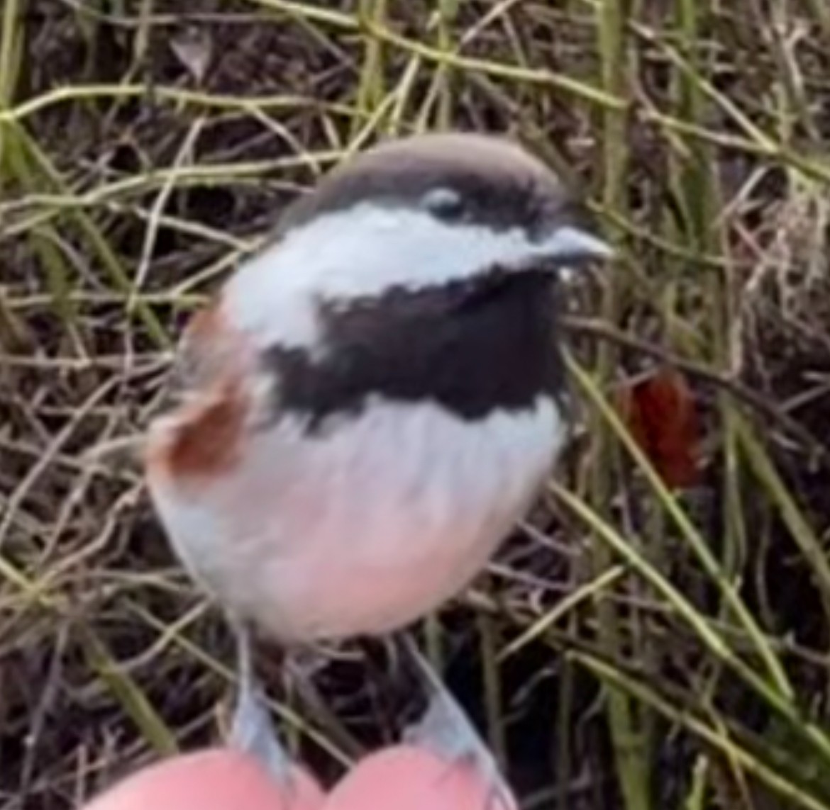 Chestnut-backed Chickadee - ML649063217