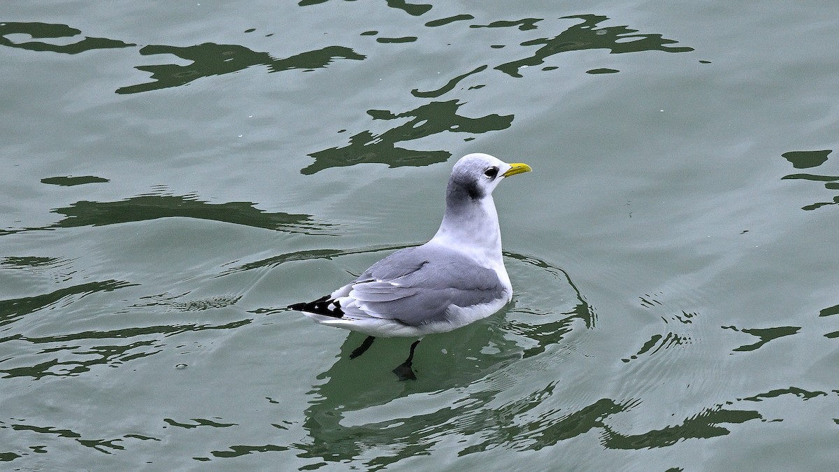 Black-legged Kittiwake - ML649063482