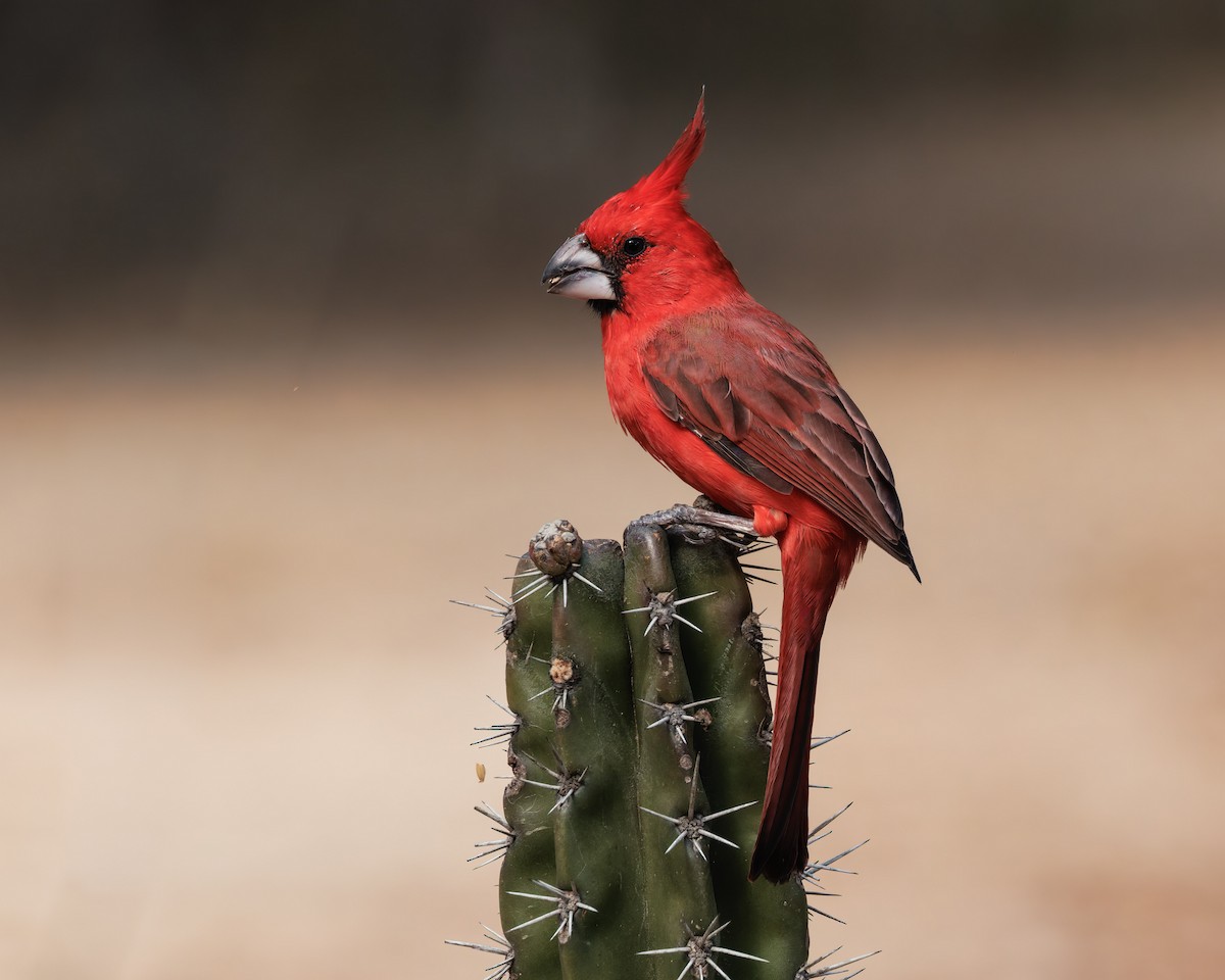 Vermilion Cardinal - ML649063628