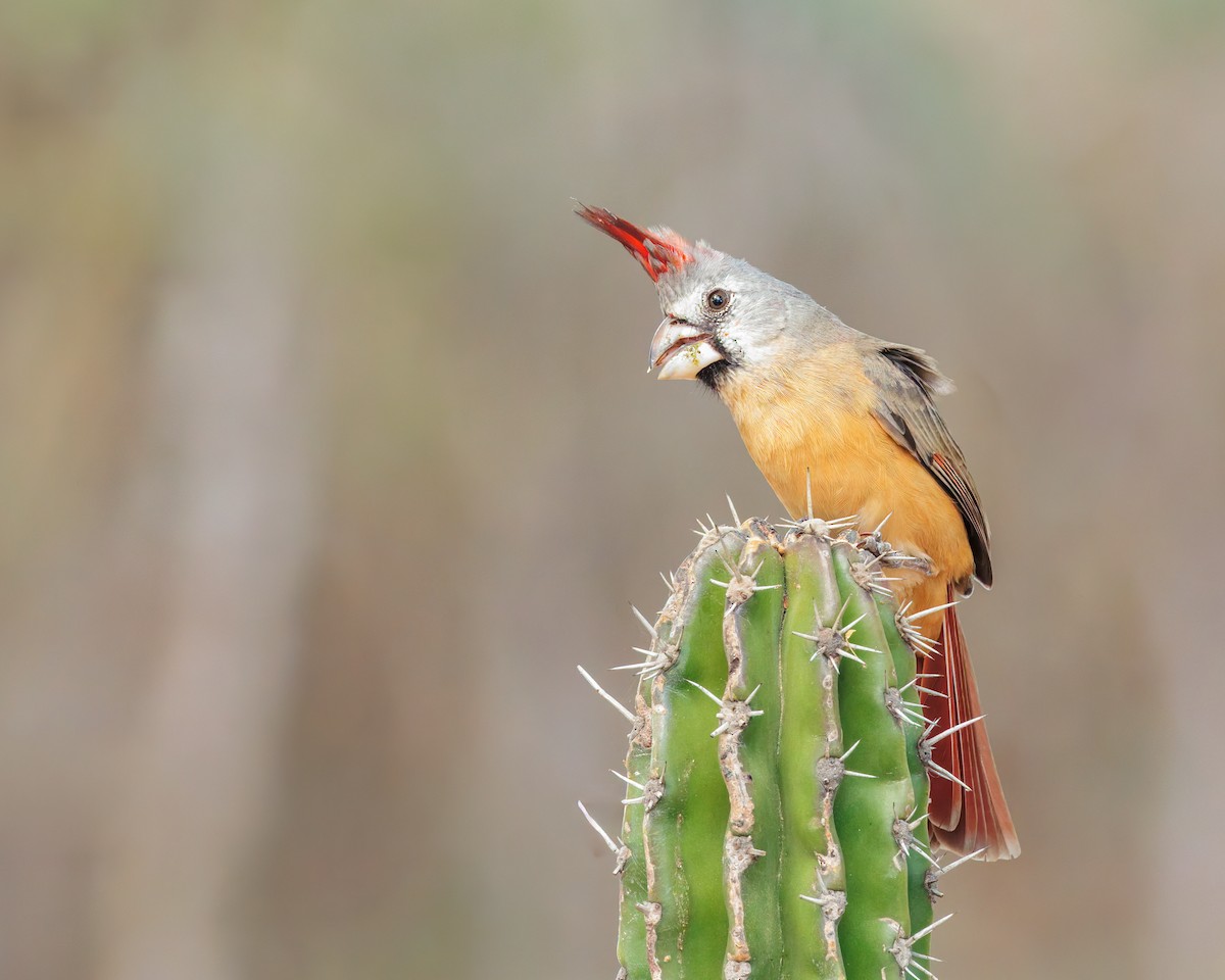 Vermilion Cardinal - ML649063629