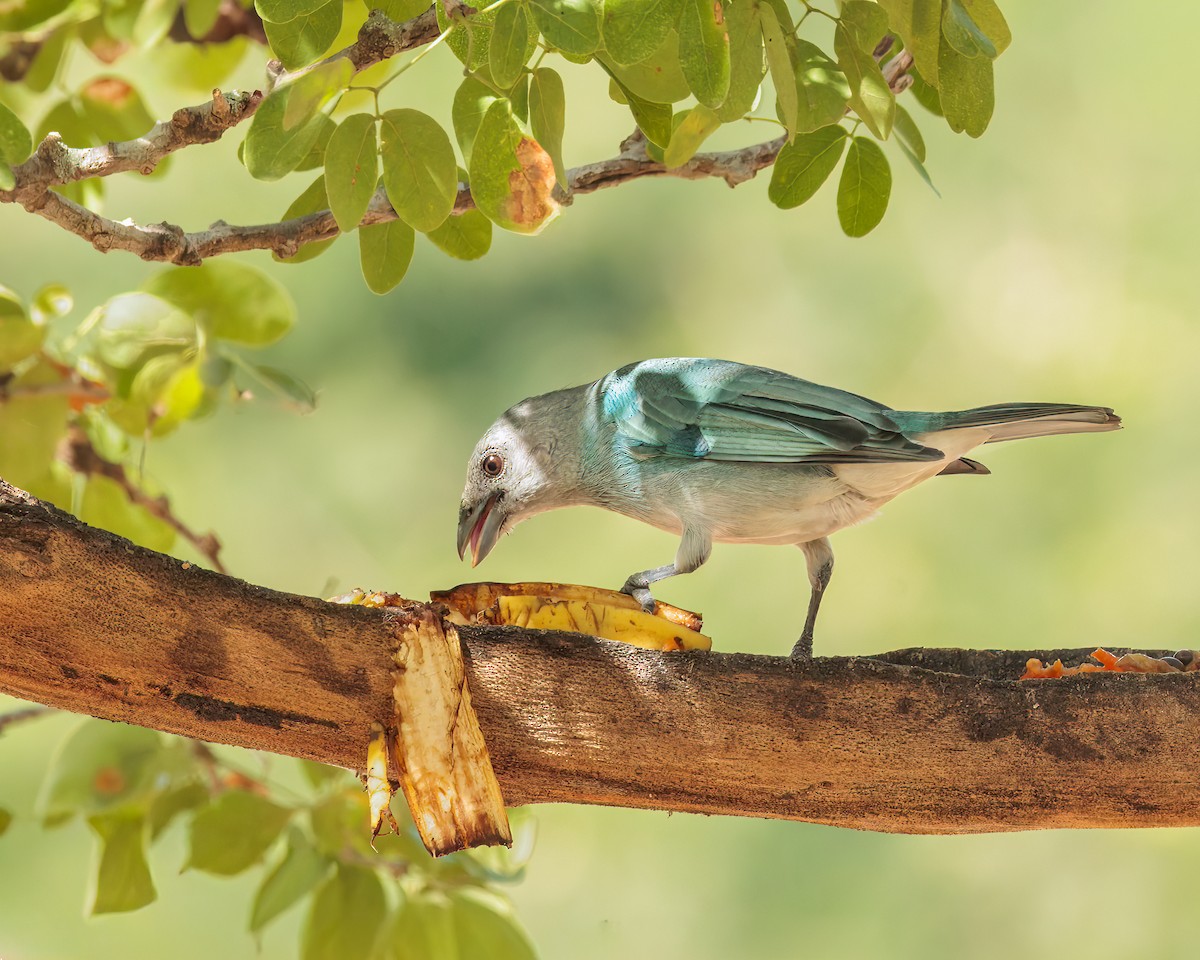 Glaucous Tanager - ML649063670