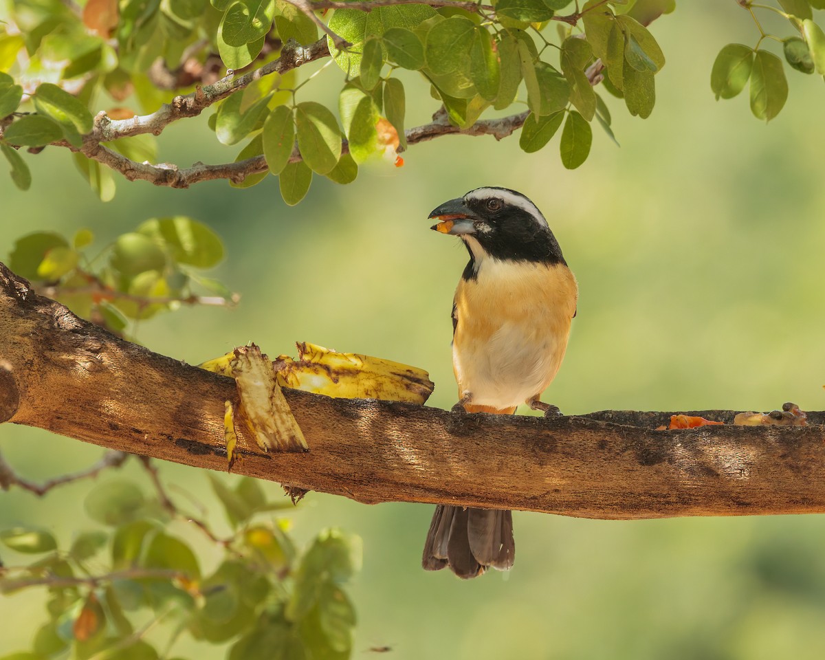 Orinocan Saltator - ML649063683