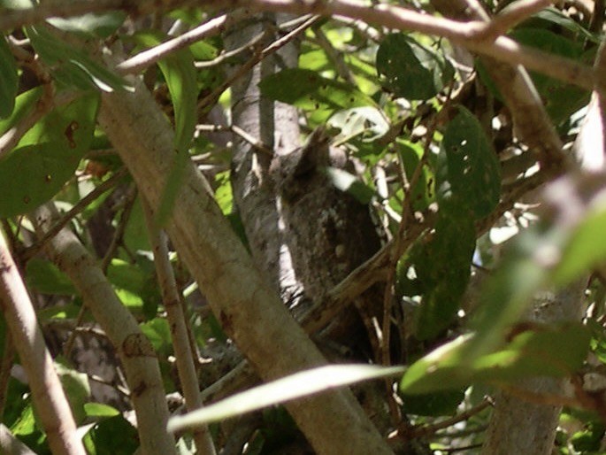 Autillo de Manglar - ML649063880