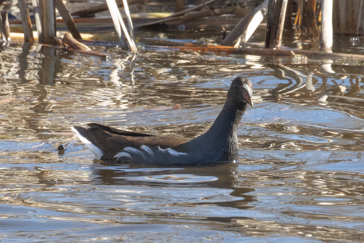 Common Gallinule - ML649063928