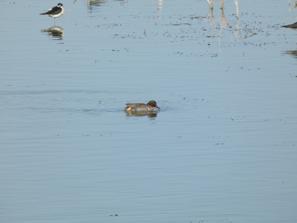 Green-winged Teal - ML649064363