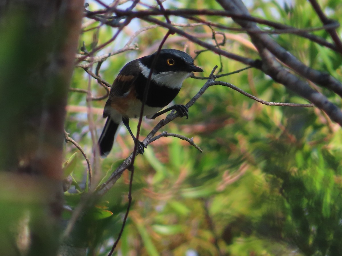 Cape Batis - ML649064461