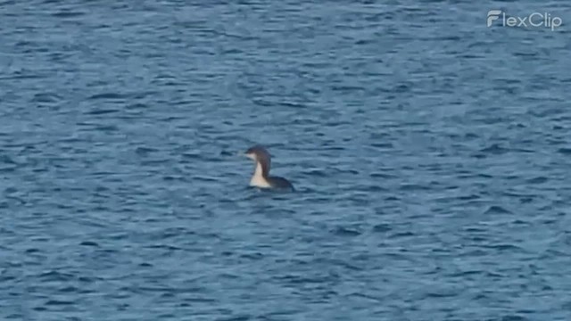 Pacific Loon - ML649064539