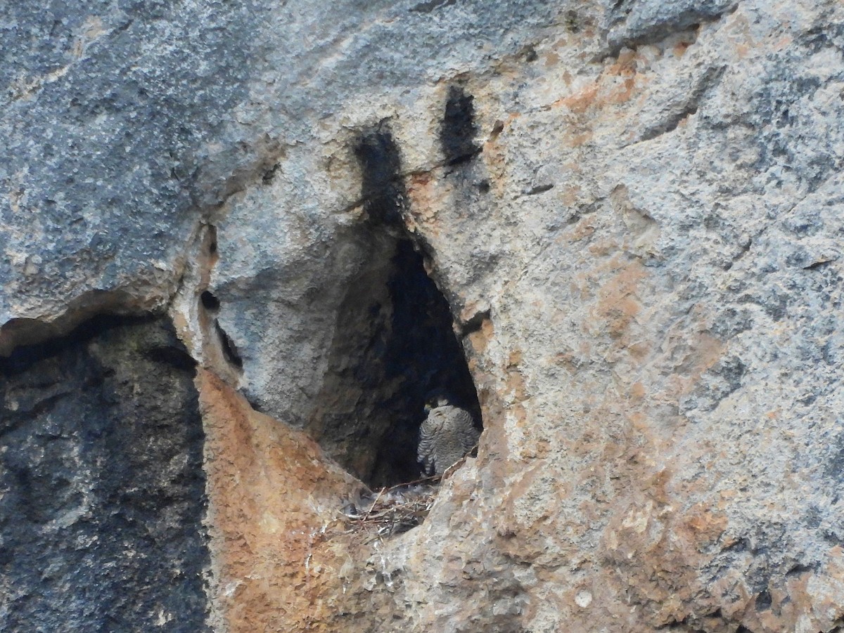 sokol stěhovavý - ML649064640