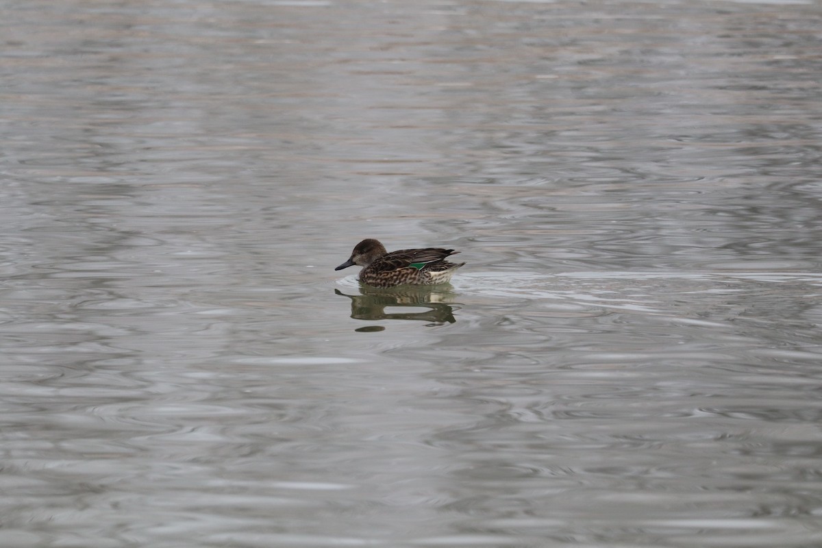 Green-winged Teal - ML649064705