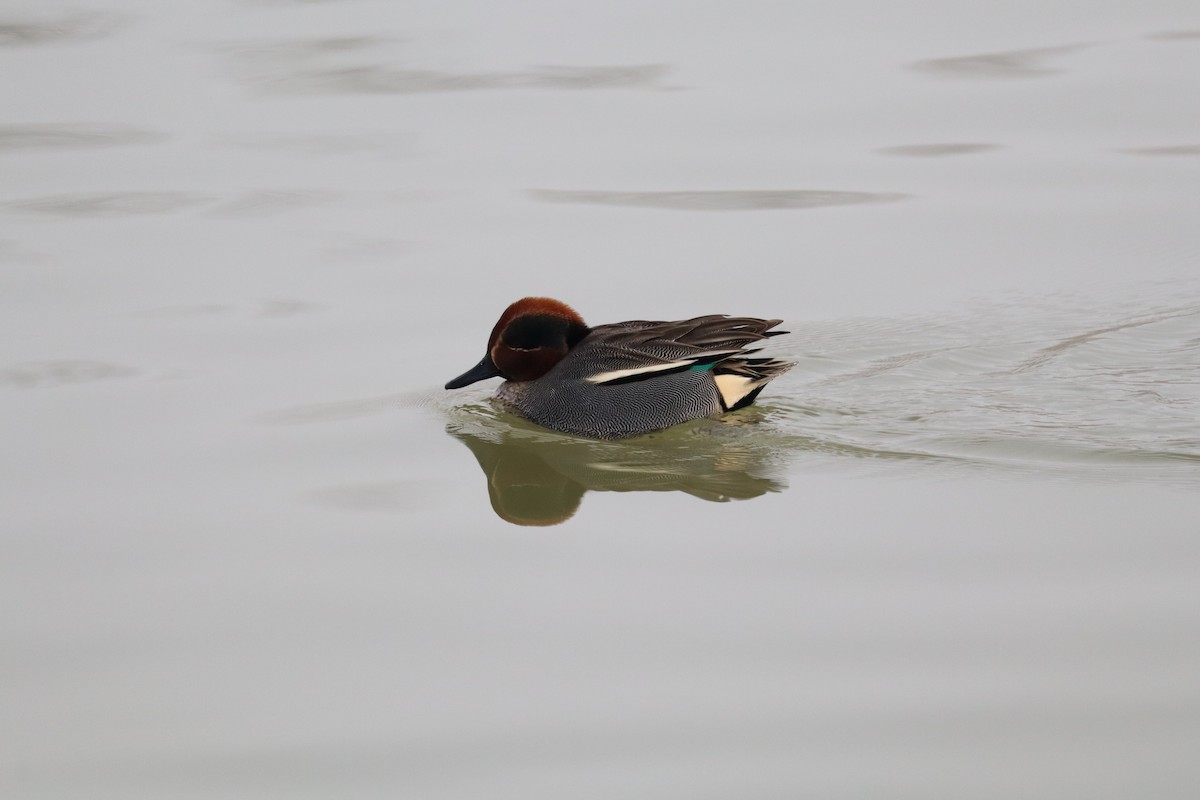 Green-winged Teal - ML649064706