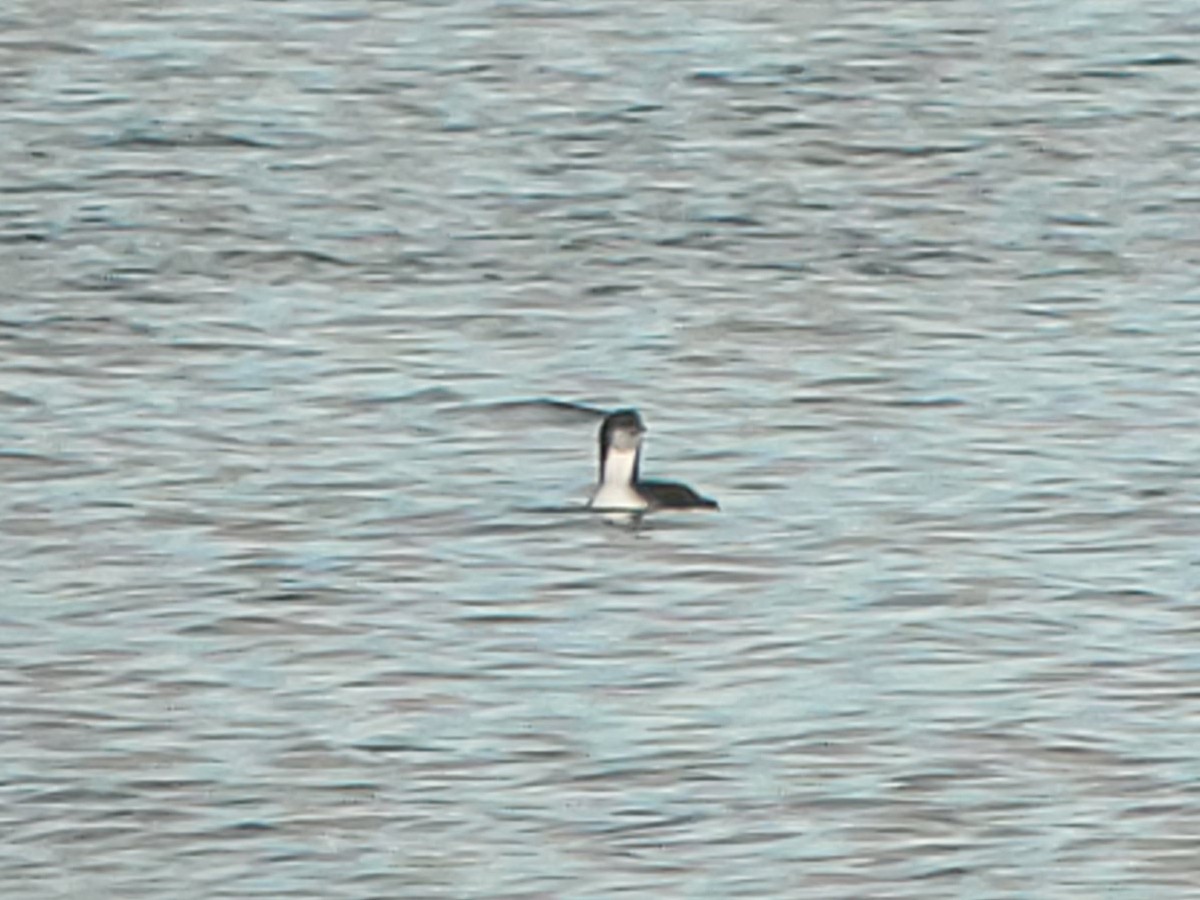 Pacific Loon - ML649064762