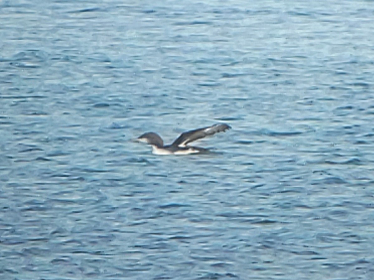 Pacific Loon - ML649064764