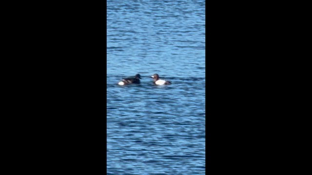 Murgilari bizkarzuria - ML649064849