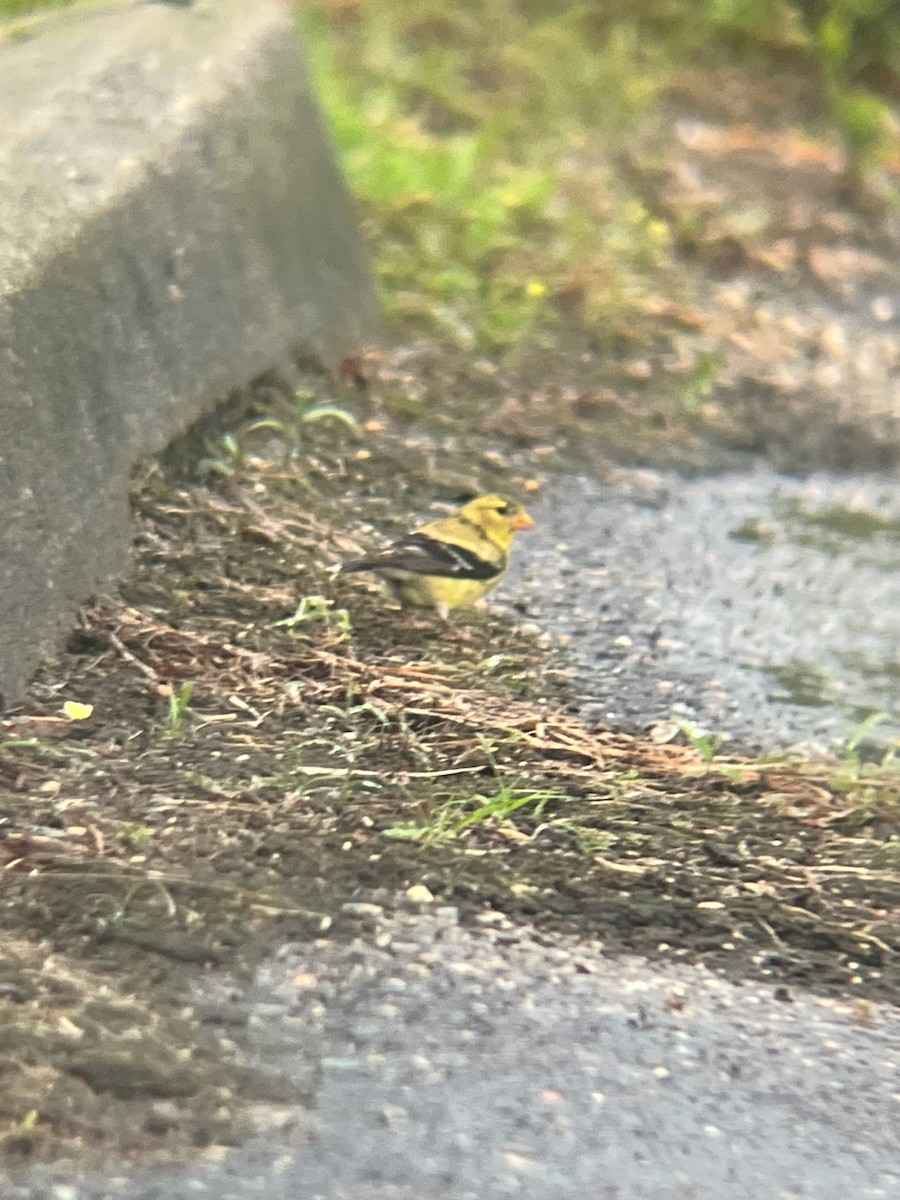 Altın İskete - ML649064918