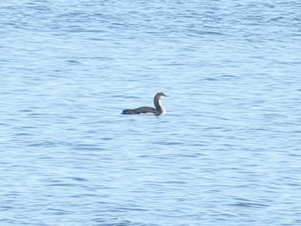Pacific Loon - ML649064998