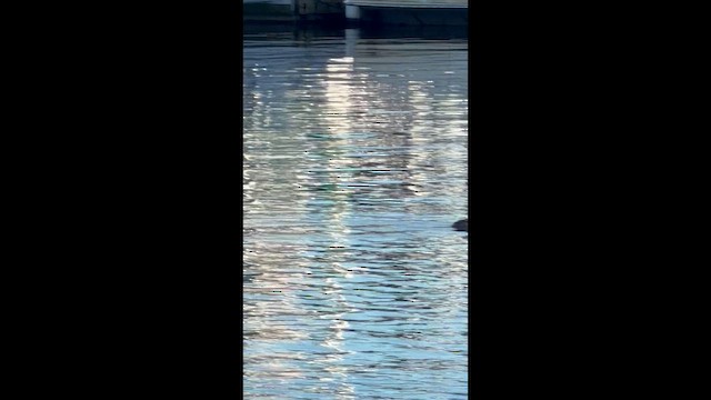 Büffelkopfente - ML649065052