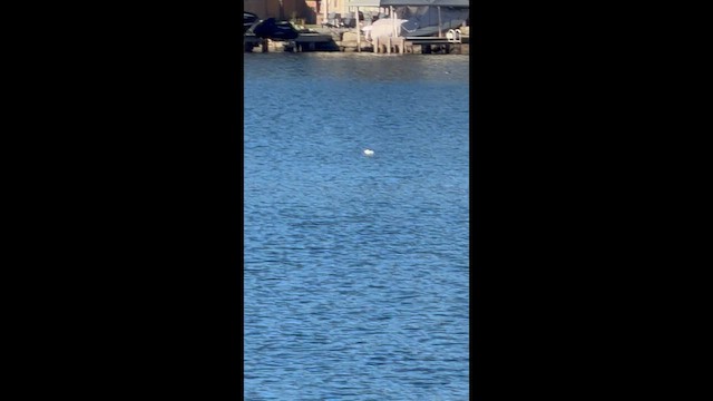 Büffelkopfente - ML649065053