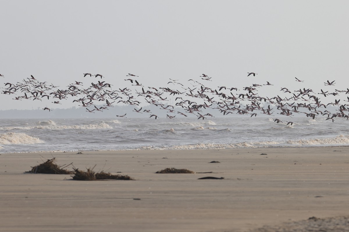 Lesser Flamingo - ML649065291
